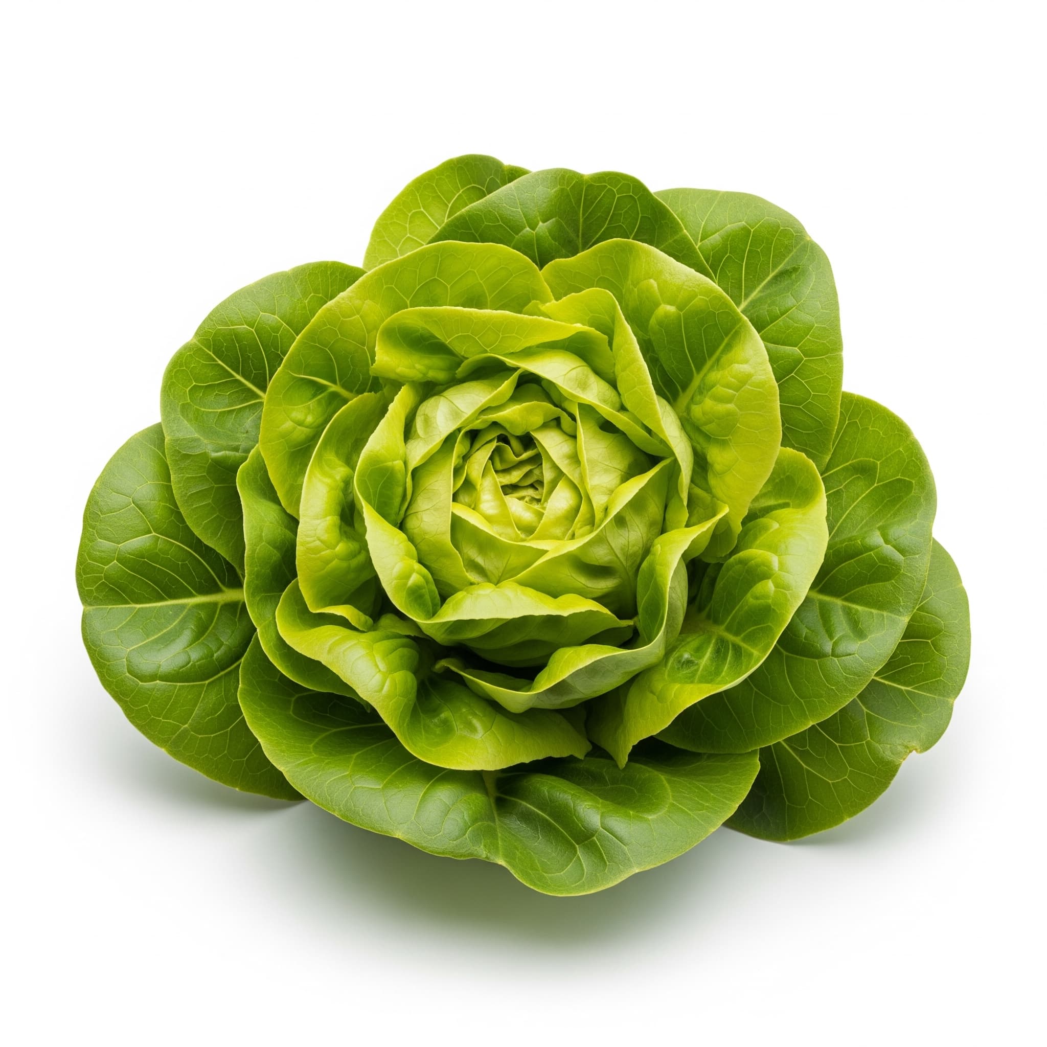 Green Butter Lettuce