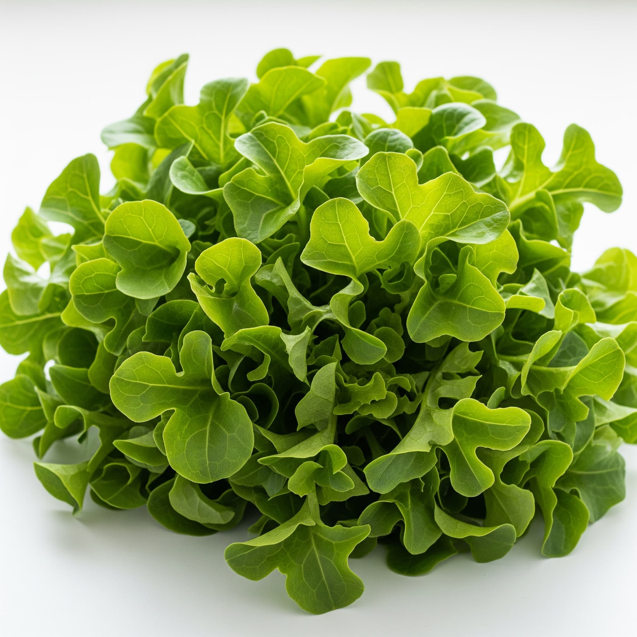 Green Oakleaf Lettuce