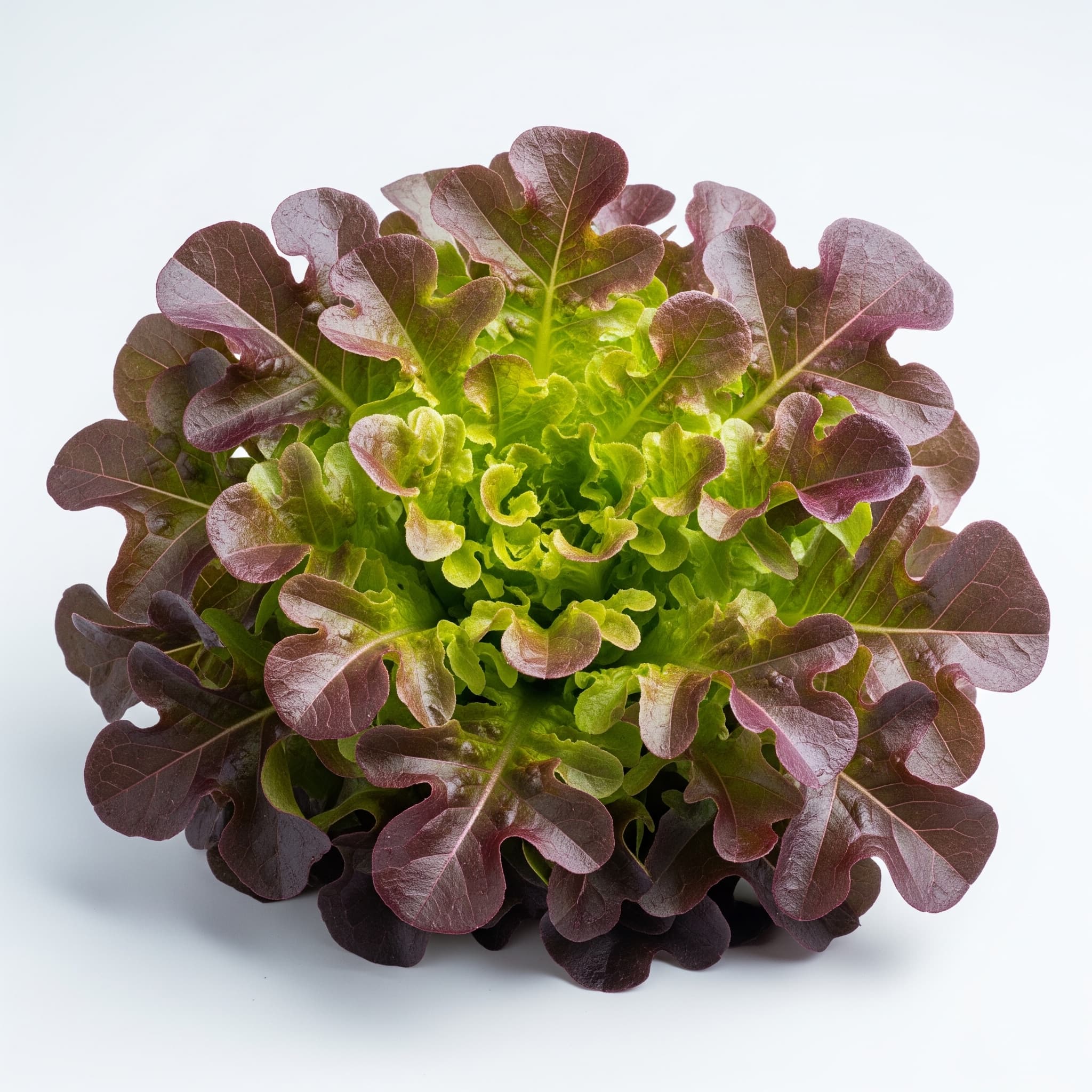 Red Oakleaf Lettuce