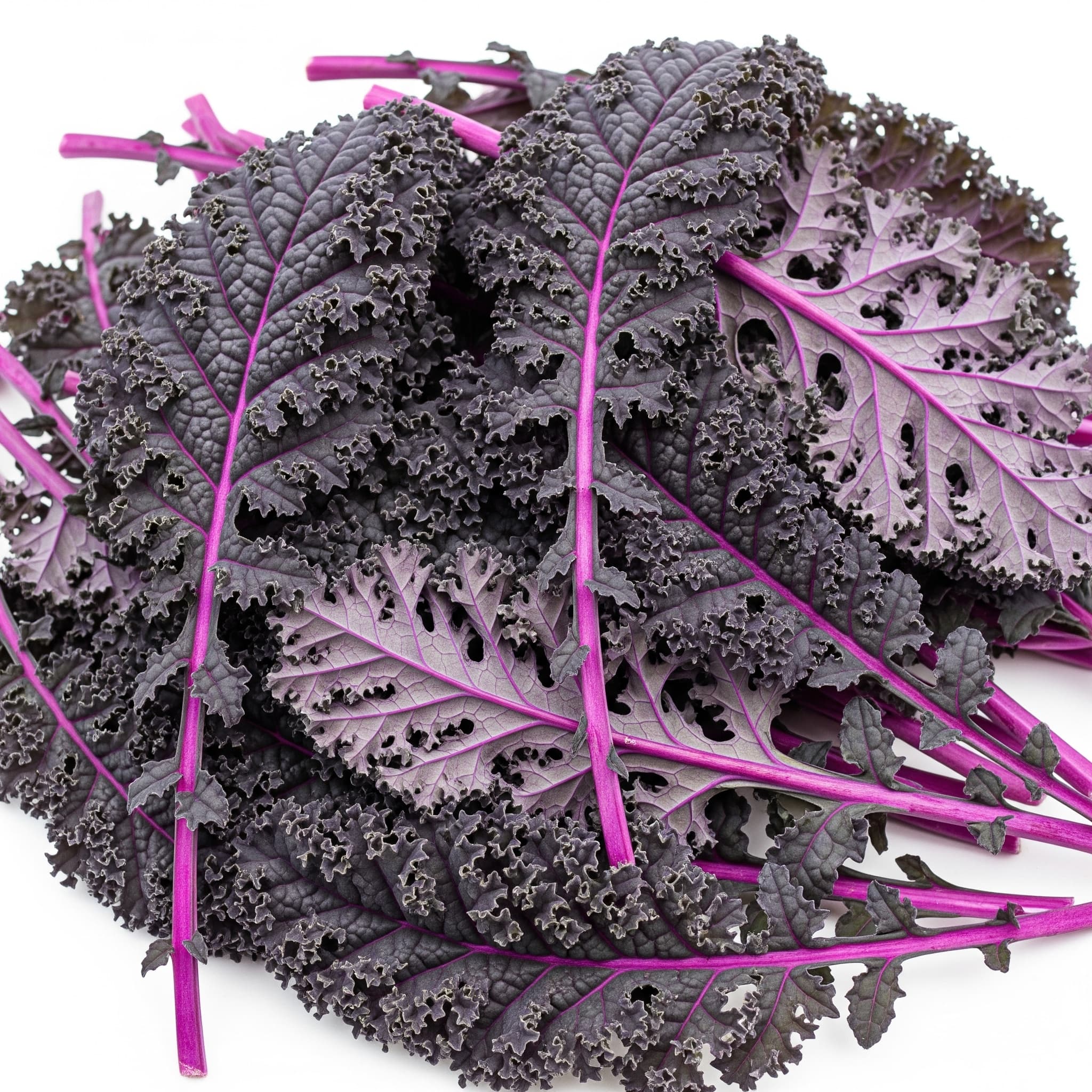 Red Curly Kale