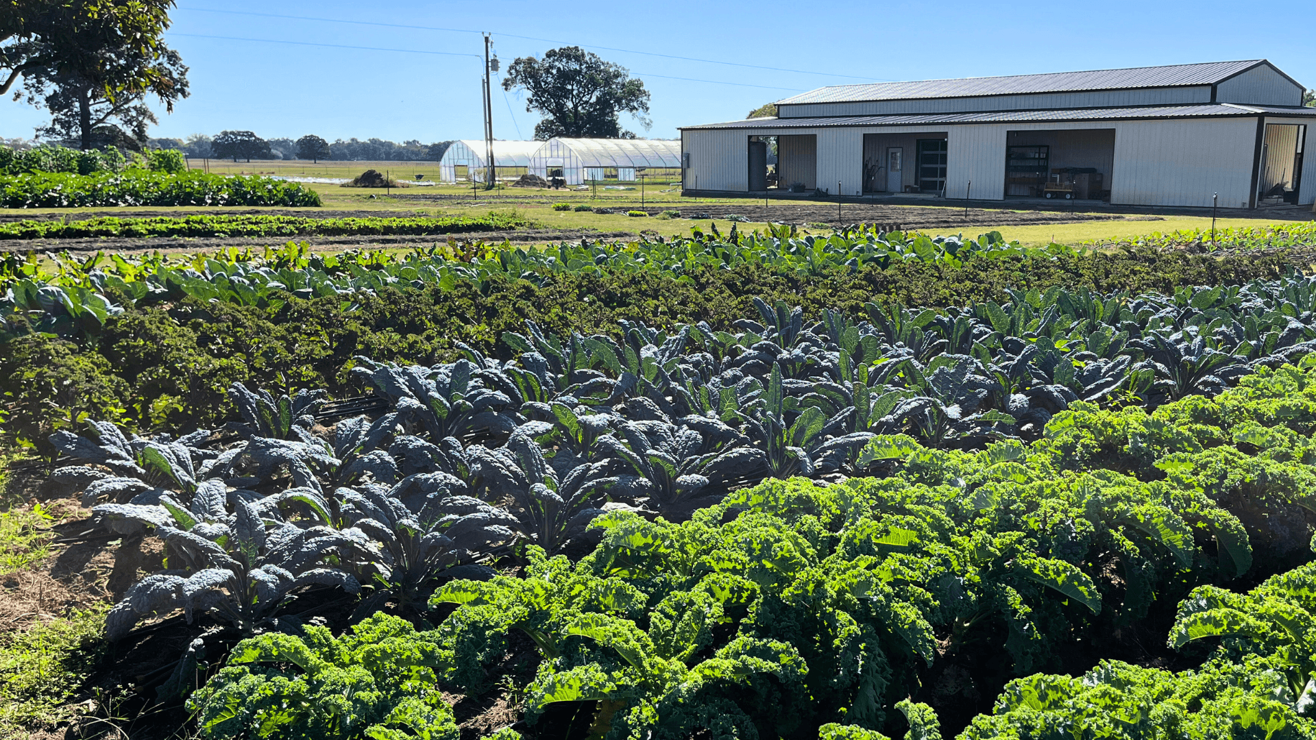 Emory Market Gardens Open House and Tour 11/1/2025