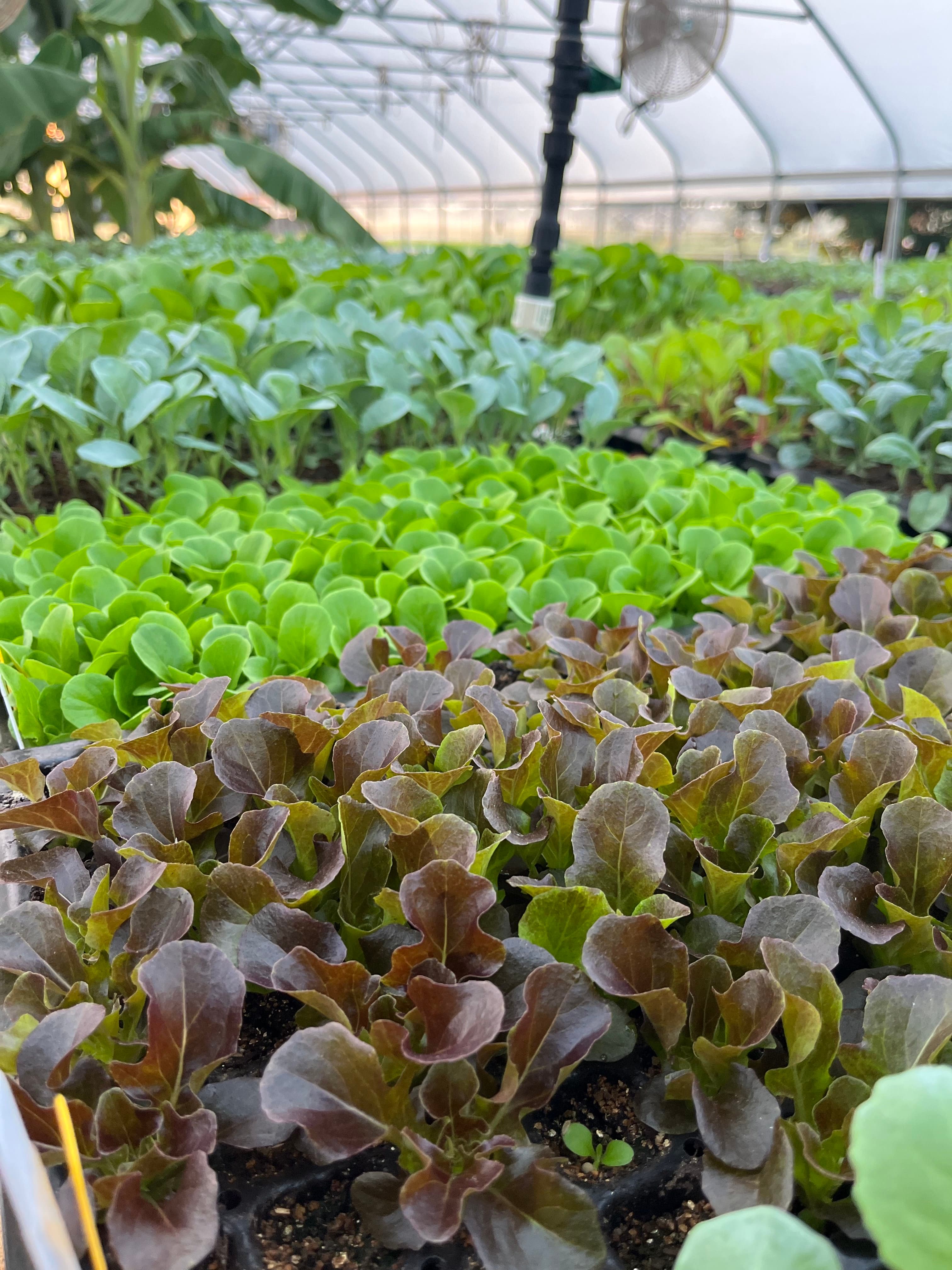 Meet the Brassicas: An Educational Look at a Powerful Plant Family