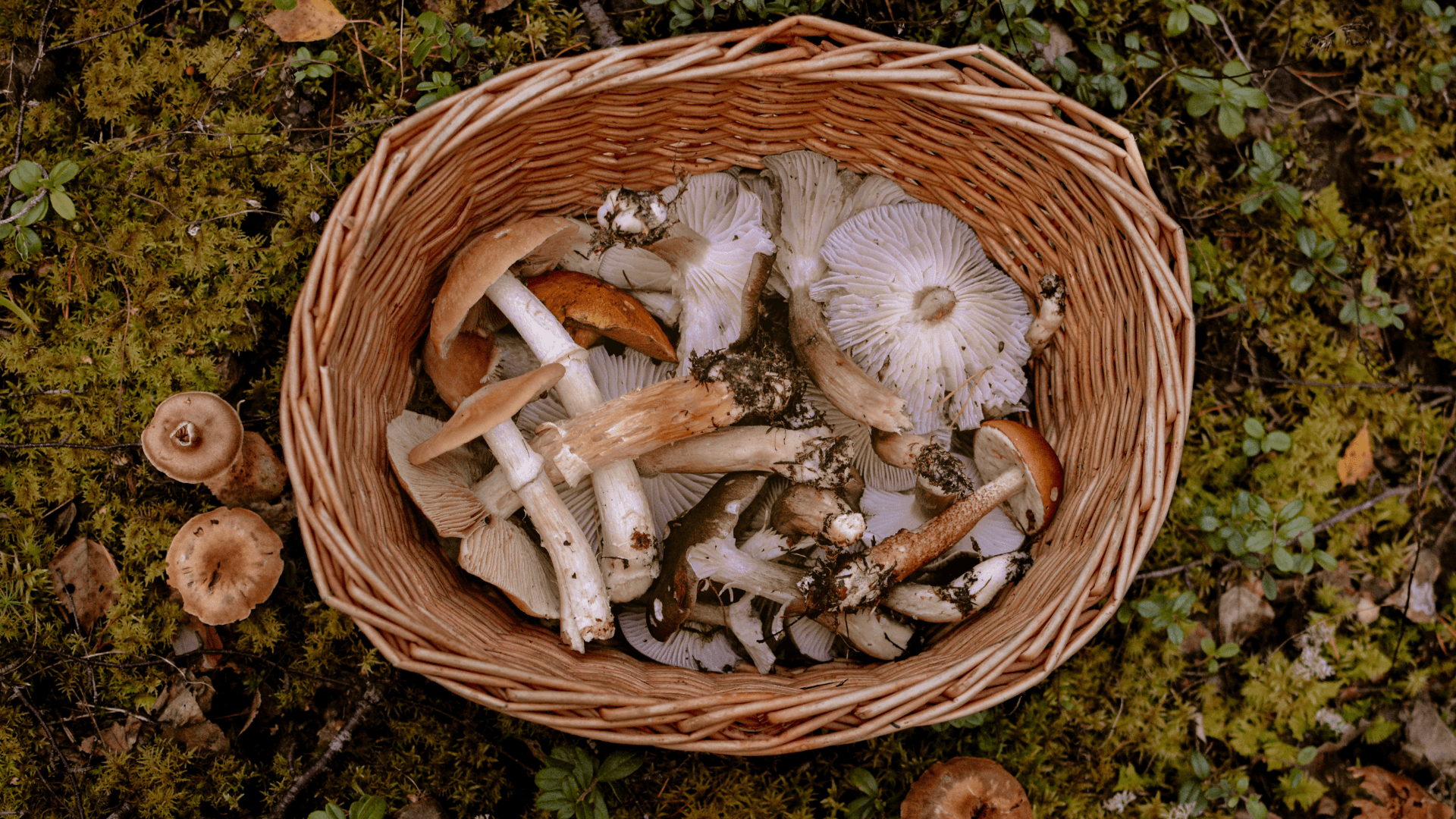 NTMA Mushroom Foraging Event in Emory, Tx
